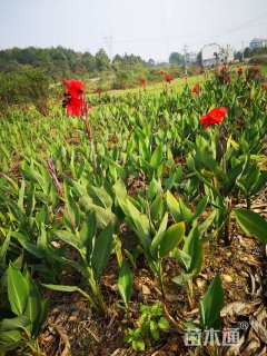 高度50厘米美人蕉