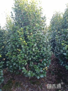 高度150厘米茶花