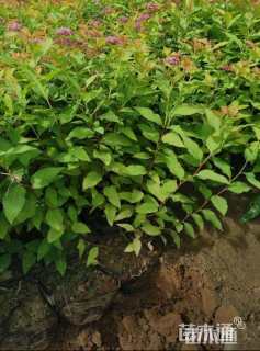 高度40厘米金山绣线菊