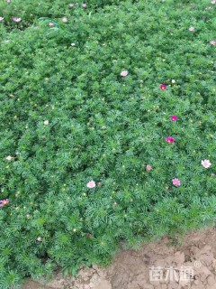 高度15厘米波斯菊