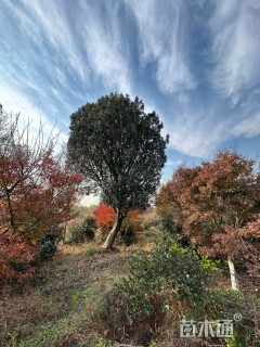 36公分红果冬青