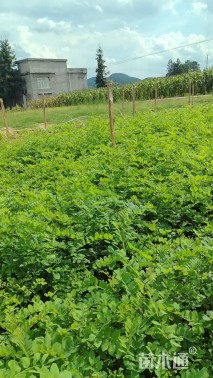 高度50厘米刺槐小苗