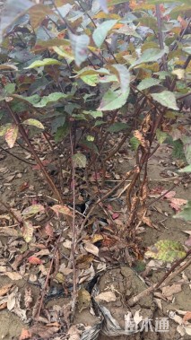 高度60厘米红叶榆叶梅