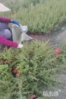 高度40厘米火棘