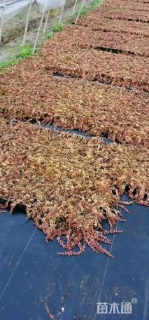 高度10厘米金叶过路黄