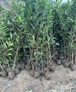 高度100厘米法国冬青