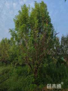 15公分龙柱碧桃