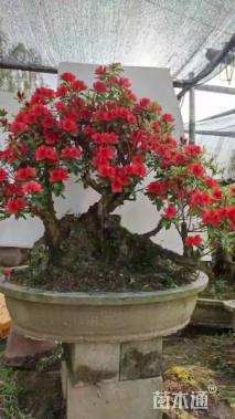 50公分映山红桩