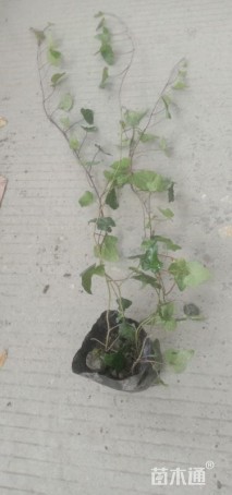 100厘米爬山虎
