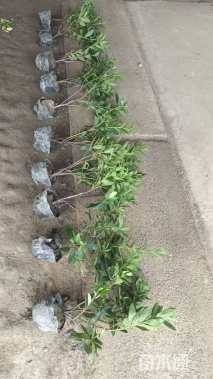 高度40厘米栀子