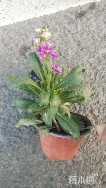 高度10厘米紫罗兰