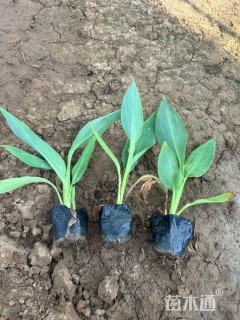 高度25厘米水生美人蕉