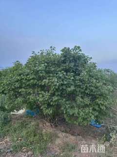 高度1000厘米丛生紫丁香