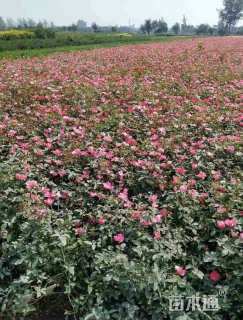 高度28厘米丰花月季