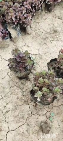 高度15厘米胭脂红景天