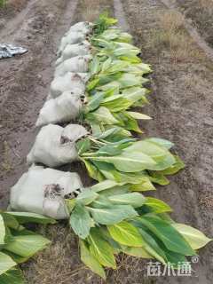 高度40厘米花叶美人蕉