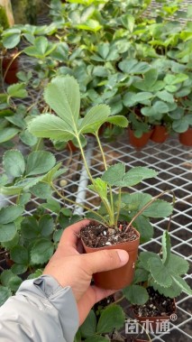 高度15厘米草莓