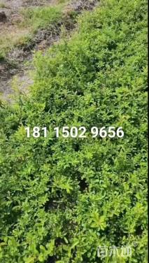 高度35厘米火棘