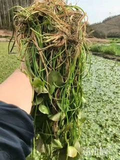 高度20厘米荇菜