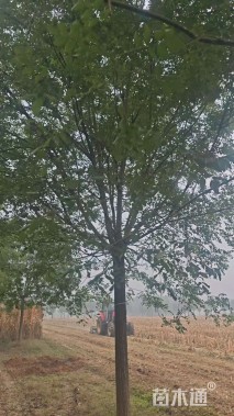 23公分速生国槐
