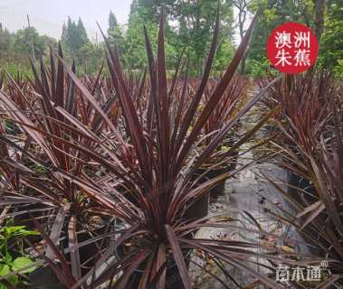 高度30厘米朱蕉