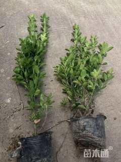 高度45厘米大叶黄杨