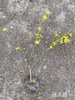 高度40厘米迎春花