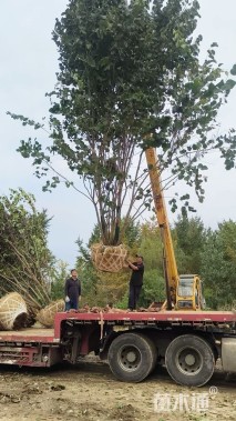 高度400厘米(8杆)丛生巨紫荆