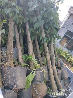 120厘米油麻藤