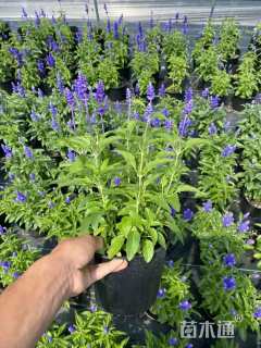 高度30厘米超级鼠尾草