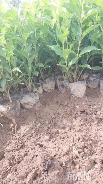 高度50厘米红王子锦带