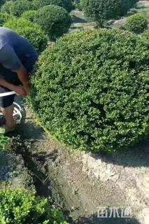 冠幅120厘米龟甲冬青球