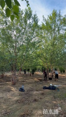 高度700厘米丛生河桦