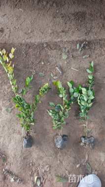 高度50厘米金森女贞