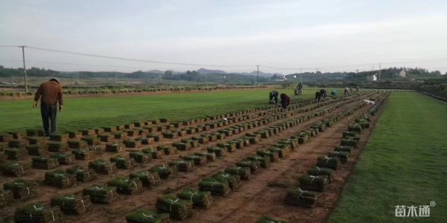 草卷状百慕大草