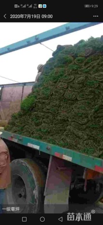 草卷状中华结缕草