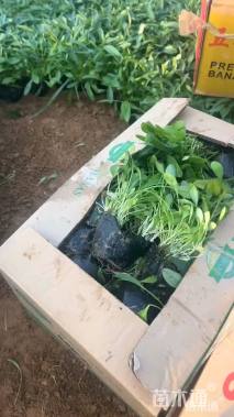 高度25厘米大花金鸡菊