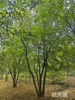 35公分(4杆)丛生朴树