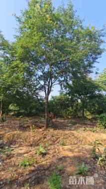 15公分朴树