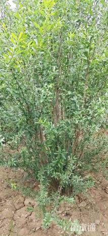 高度280厘米丛生花石榴