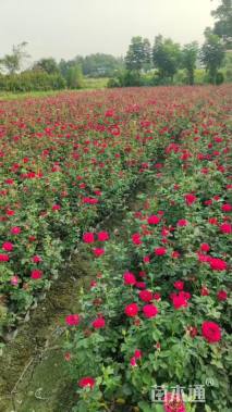 高度30厘米月季