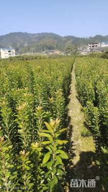 高度100厘米杨梅小苗