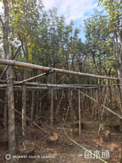 8公分黄花风铃木