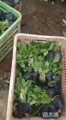 高度15厘米黑心菊