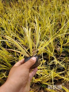 高度10厘米金叶石菖蒲