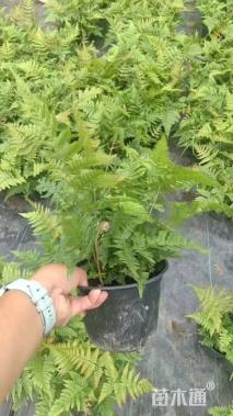 高度25厘米彩虹蕨