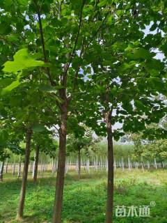 10公分楸树