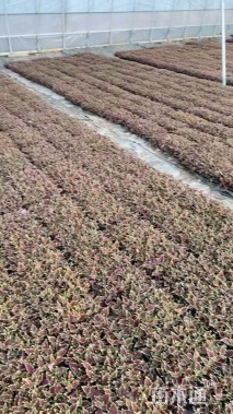 高度5厘米彩叶草