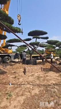 高度150厘米黑松