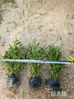 高度25厘米小叶栀子